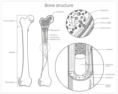 Bone structure medical educational vector clipart