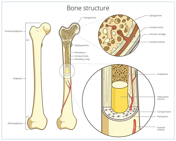 Structure osseuse vecteur éducatif médical — Image vectorielle