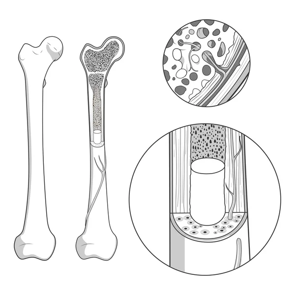 Bot structuur medische educatieve vector — Stockvector