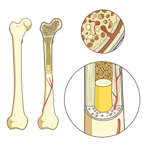 Костная структура медицинского образовательного вектора
