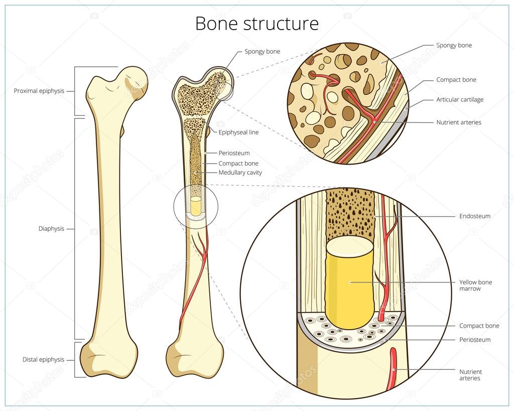 Bone structure medical educational vector