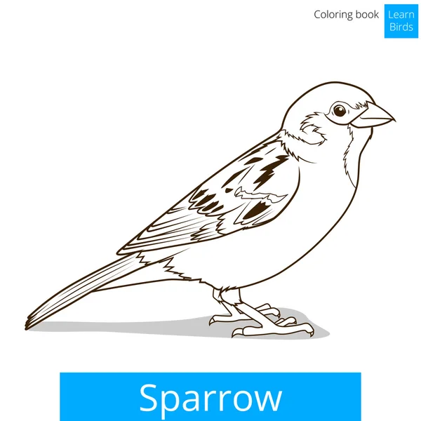 Sparrow lär fåglar pedagogiska spel vektor — Stock vektor