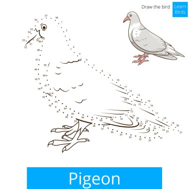 Pigeon kuş öğrenmek vektör çizmek için