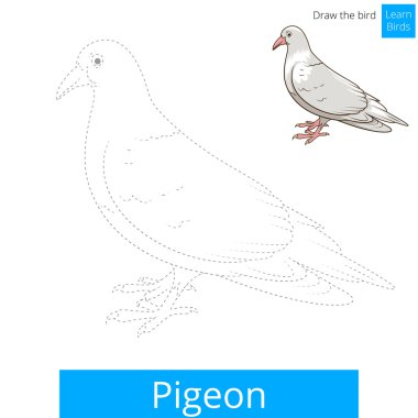 Pigeon kuş öğrenmek vektör çizmek için