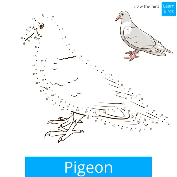 Pigeon bird learn to draw vector — Stock Vector