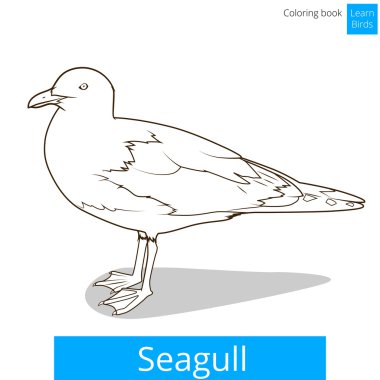 Martı öğrenmek kuşlar kitap vektör boyama