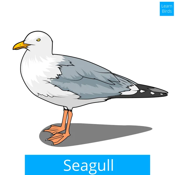 Mouette apprendre oiseaux jeu éducatif vecteur — Image vectorielle