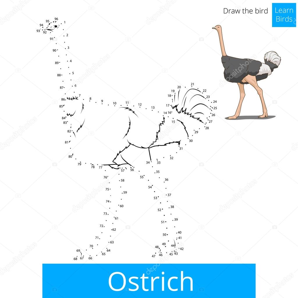 Ostrich bird learn to draw vector