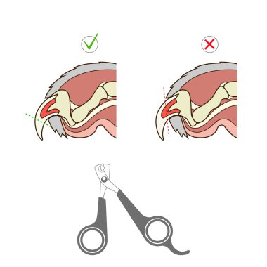 How to cut cat nail veterinary instruction vector clipart