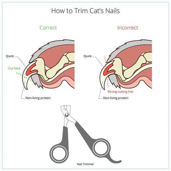 Como cortar unhas de gato vetor de instrução veterinária — Vetor de Stock