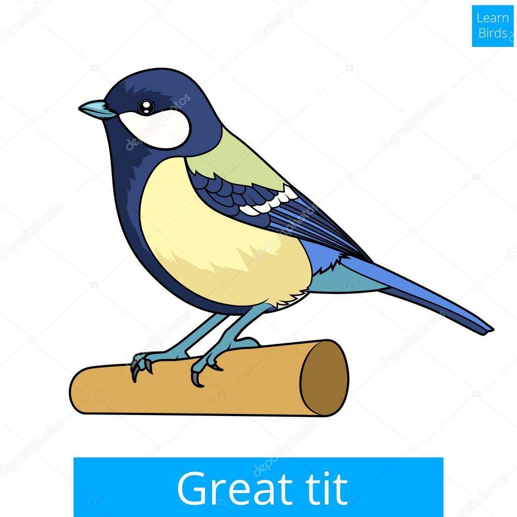 Great tit learn birds educational game vector
