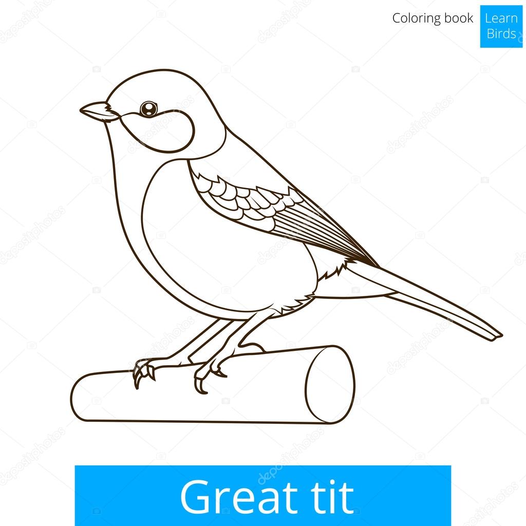 Great tit learn birds coloring book vector