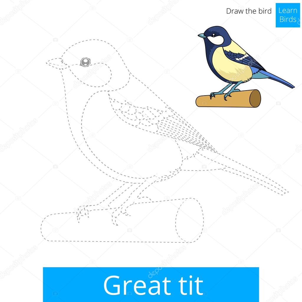 Great tit bird learn to draw vector