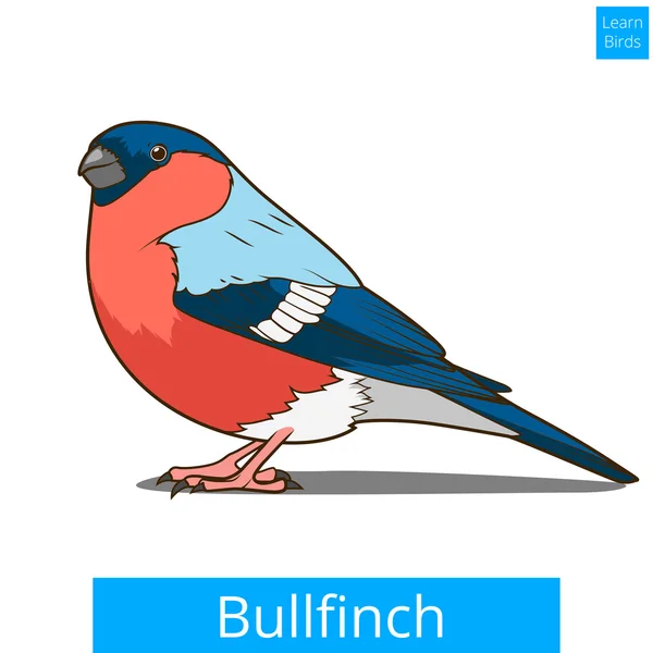 Bullfinch imparare uccelli vettore gioco educativo — Vettoriale Stock