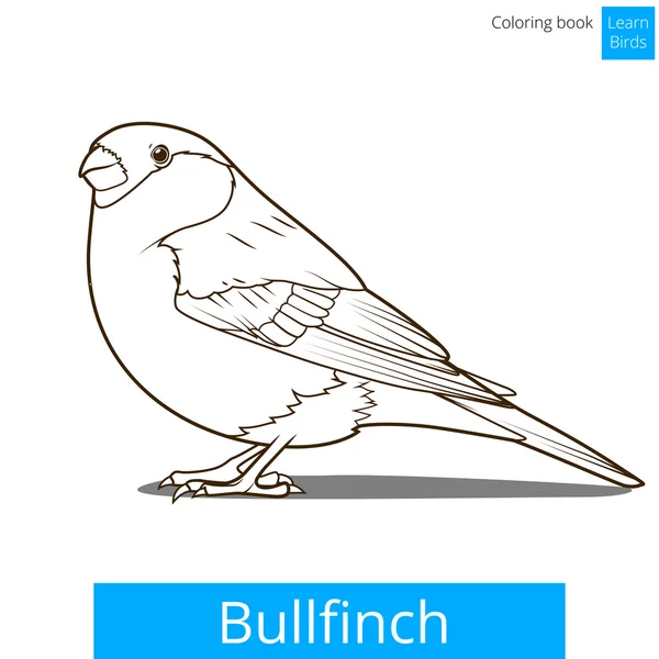 Bullfinch aprender pássaros colorir vetor livro — Vetor de Stock