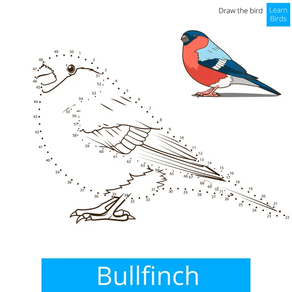 Bullfinch bird learn to draw vector — Stock Vector