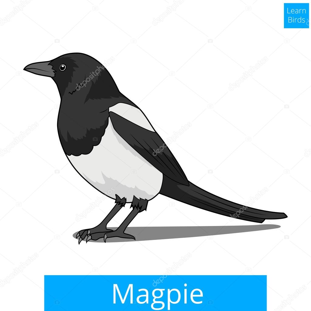Magpie learn birds educational game vector