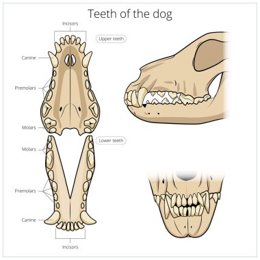 Veteriner vektör çizim dişleri köpek