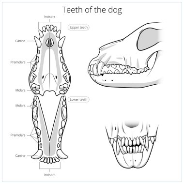 Veteriner vektör çizim dişleri köpek