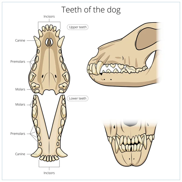 Vetor veterinário ilustração dentes do cão — Vetor de Stock