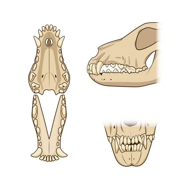 Veterinario vettoriale illustrazione denti del cane — Vettoriale Stock