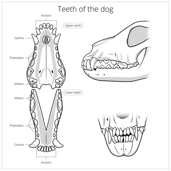Ветеринарная векторная иллюстрация зубов собаки — стоковый вектор