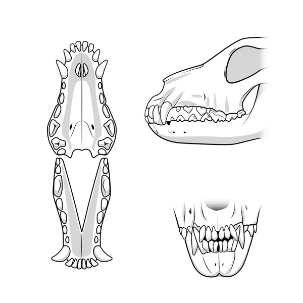 Veterinární vektorové ilustrace zuby psa — Stockový vektor