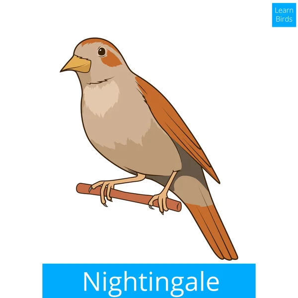 Nightingale aprender aves vetor de jogo educativo — Vetor de Stock