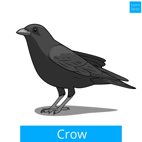 Ворона изучает вектор образовательной игры для птиц — стоковый вектор
