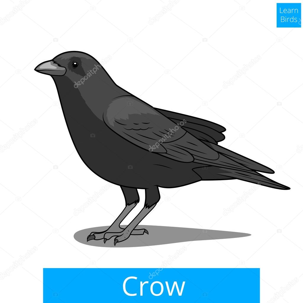Crow learn birds educational game vector