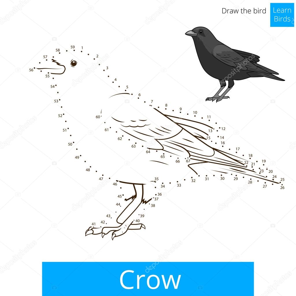 Oiseau Corbeau Apprendre à Dessiner Les Vecteurs Image