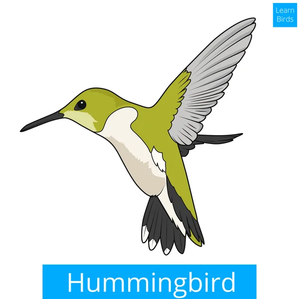 Hummingbird leren vogels educatieve spel vector — Stockvector