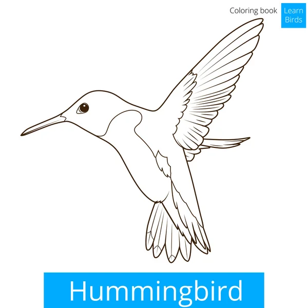 Hummingbird aprender pássaros colorir livro vetor — Vetor de Stock