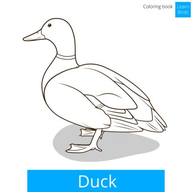 Kuşlar kitap vektör boyama ördek öğrenin