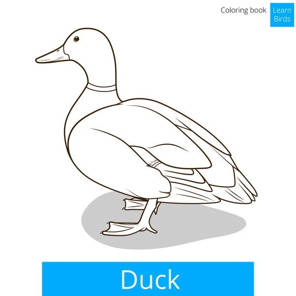 Canard apprendre oiseaux coloriage livre vecteur — Image vectorielle