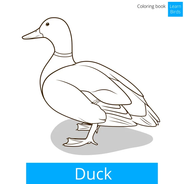 Duck learn birds coloring book vector — Stock Vector