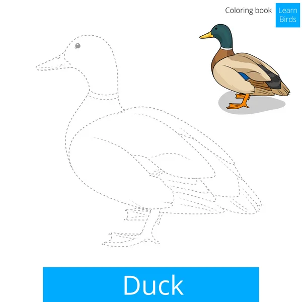 Pato pájaro aprender a dibujar vector — Vector de stock
