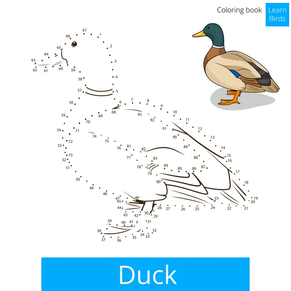 Duck bird learn to draw vector — Stock Vector