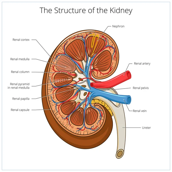 Estructura del vector médico renal — Vector de stock