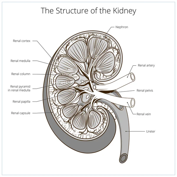 Estructura del vector médico renal — Vector de stock