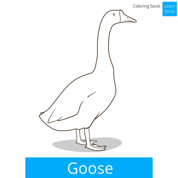 Goose learn birds coloring book vector — Stock Vector