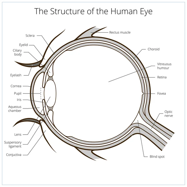 Vettore schema struttura occhio umano — Vettoriale Stock