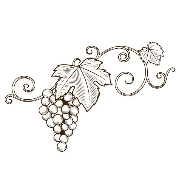 Grape vine branches ornament vector — Stock Vector