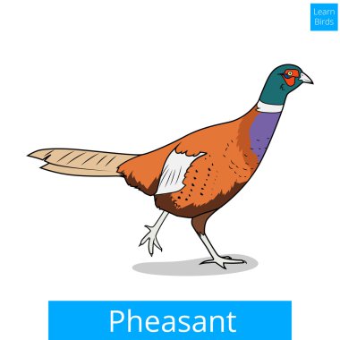 Sülün kuşları Eğitim oyun vektör öğrenin