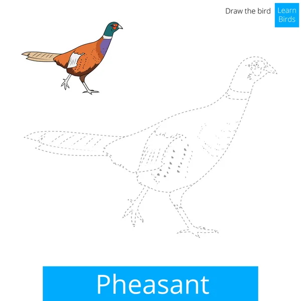 Pheasant bird learn to draw vector — Stock Vector
