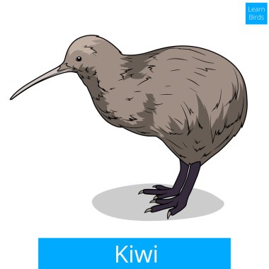 Kivi öğrenmek kuşlar Eğitim oyun vektör