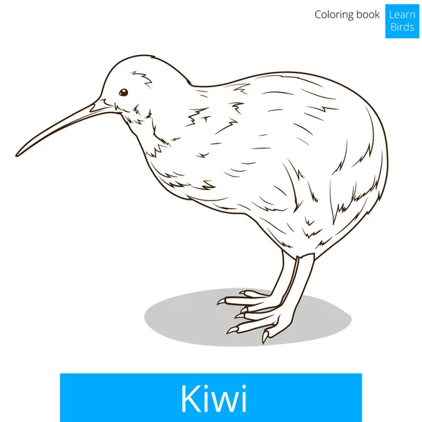 Kiwi lernen Vögel Malbuch Vektor — Stockvektor
