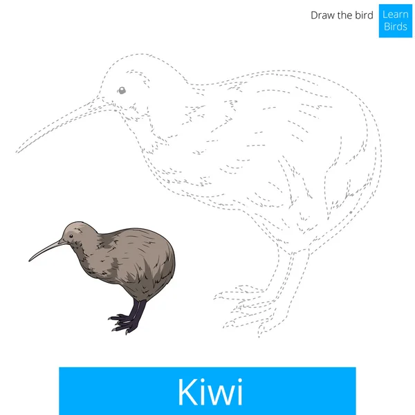 Kiwi pássaro aprender a desenhar vetor — Vetor de Stock