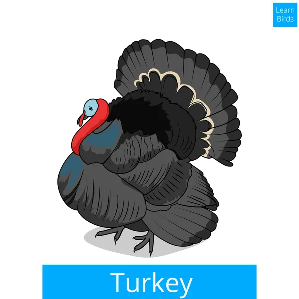 トルコ鳥教育ゲーム ベクトルを学ぶ — ストックベクタ
