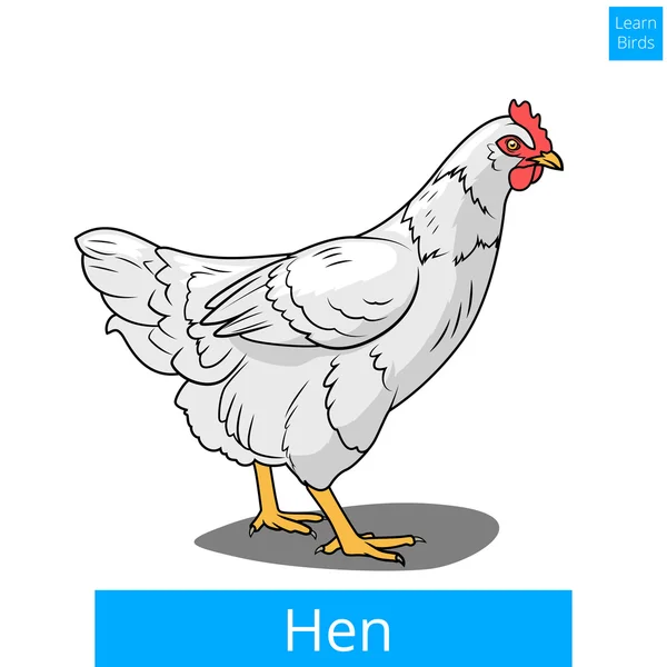 Gallina aprender aves juego educativo vector — Vector de stock